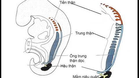 LEC 4: MÔ PHÔI HỌC HỆ TIẾT NIỆU