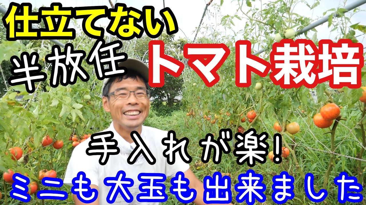 自然農向き!アーチ型支柱とネットで仕立てず育てるトマトの半放任栽培の結果《ソバージュ/無農薬/無施肥/不耕起/自然農/固定種/大玉/ミニ》
