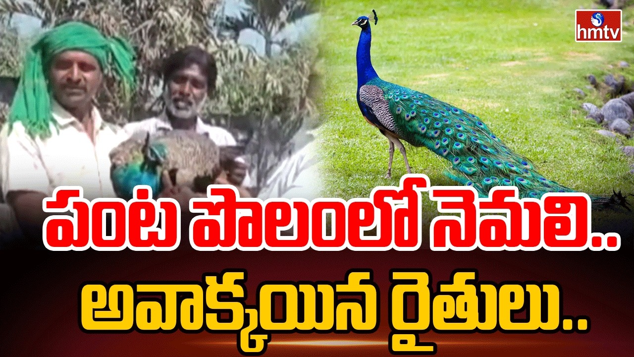 పంట పొలంలో నెమలి..అవాక్కయిన రైతులు.. | Peacock In Peddapalli District | hmtv