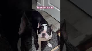 #dogshorts #fypシ #cutedogs #fypyoutube #funnyvideo #viralvideo #pets