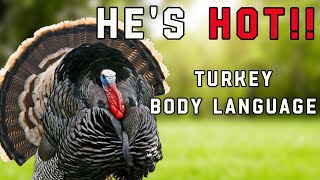 He's Hot: How To Read A Turkey's Body Language