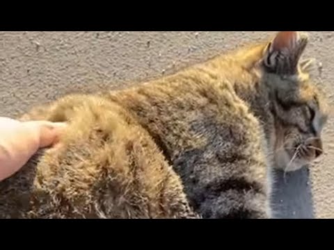 【190】風が強いJapanese street massage real Live/ストリートマッサージLive