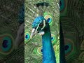 🌿🦚 Meet the Green Peafowl: Nature’s Emerald Beauty Revealed! #Shorts