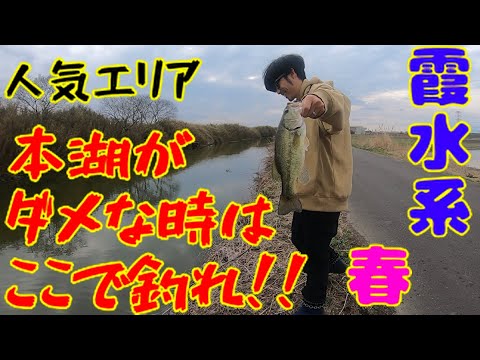春の釣れない時はここで釣る！【霞ヶ浦】【バス釣り】【北浦】