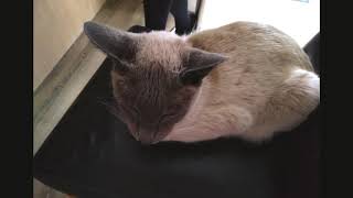 The blue point siamese cat