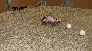 My sweet pet rat Raisin practicing some scent work!
