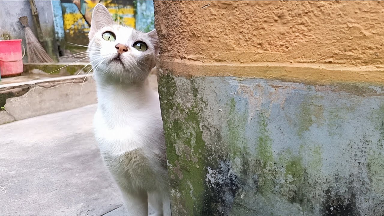 Stray Cat Gazes High, Dreaming of Food