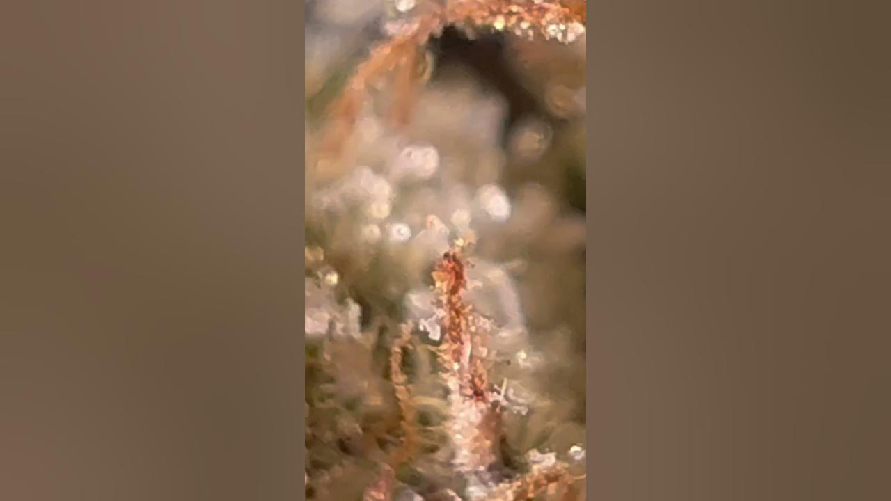 420 Evolution 27/1 CA ICC YouTube