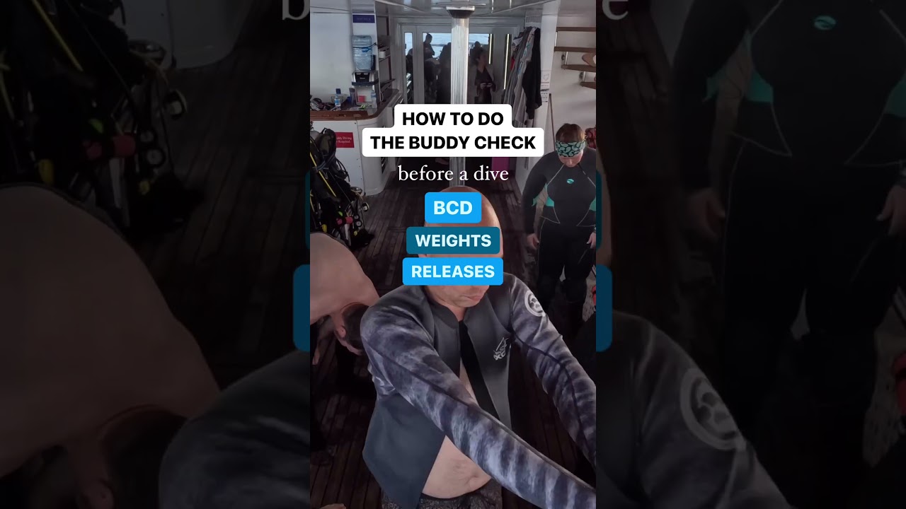 How to Do a Buddy Check before Scuba Diving