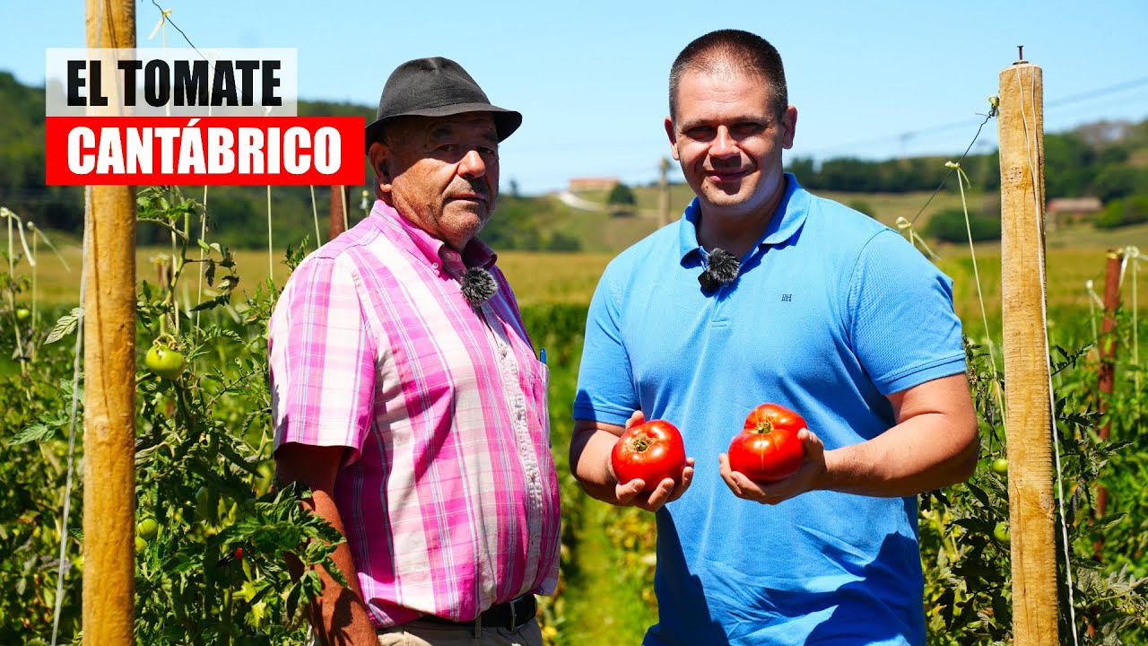 Quién cultiva los tomates de Isla en Cantabria?
