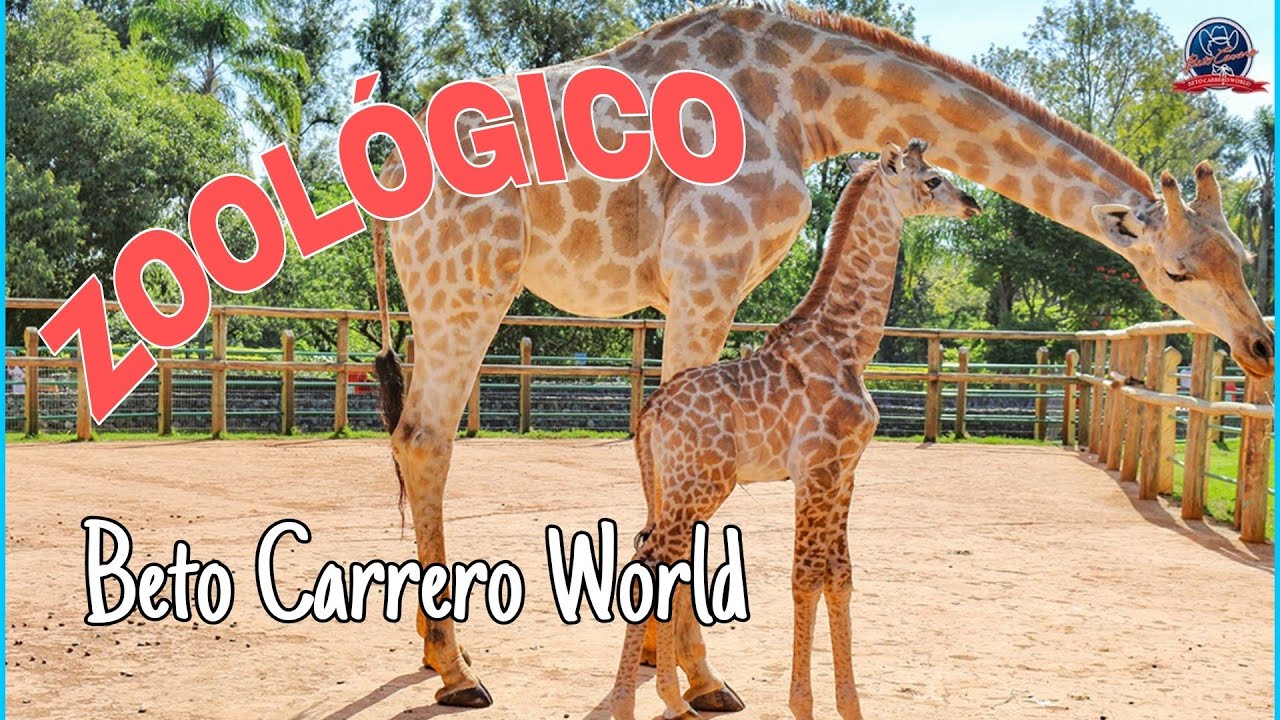 Os shows e o zoológico do Beto Carrero World