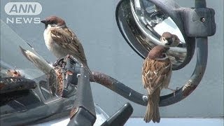 春のひとコマ　伊豆大島の