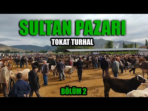 TOKAT TURHAL HAYVAN PAZARI | BÖLÜM 2