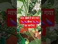 बैंगन का बगीचा Brinjal 🍆 seeds review #meesho