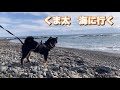 柴犬くま太　初めての海