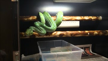 Caudal luring Green Tree Python