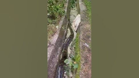Very big snake near Assam University Campus in Silchar, Assam, India.