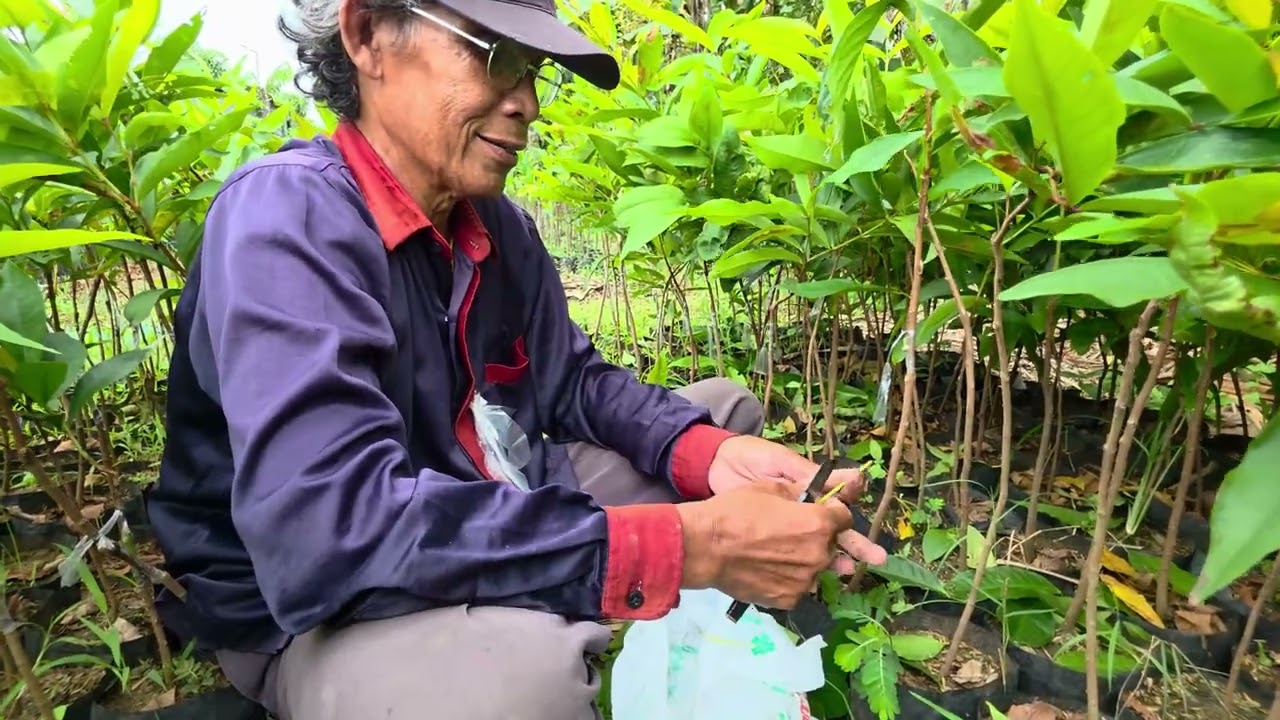 PRODUKSI BENIH JAMBU AIR BUANYAAAAK SEKALI, PEKERJA DARI MANCANEGARA. 