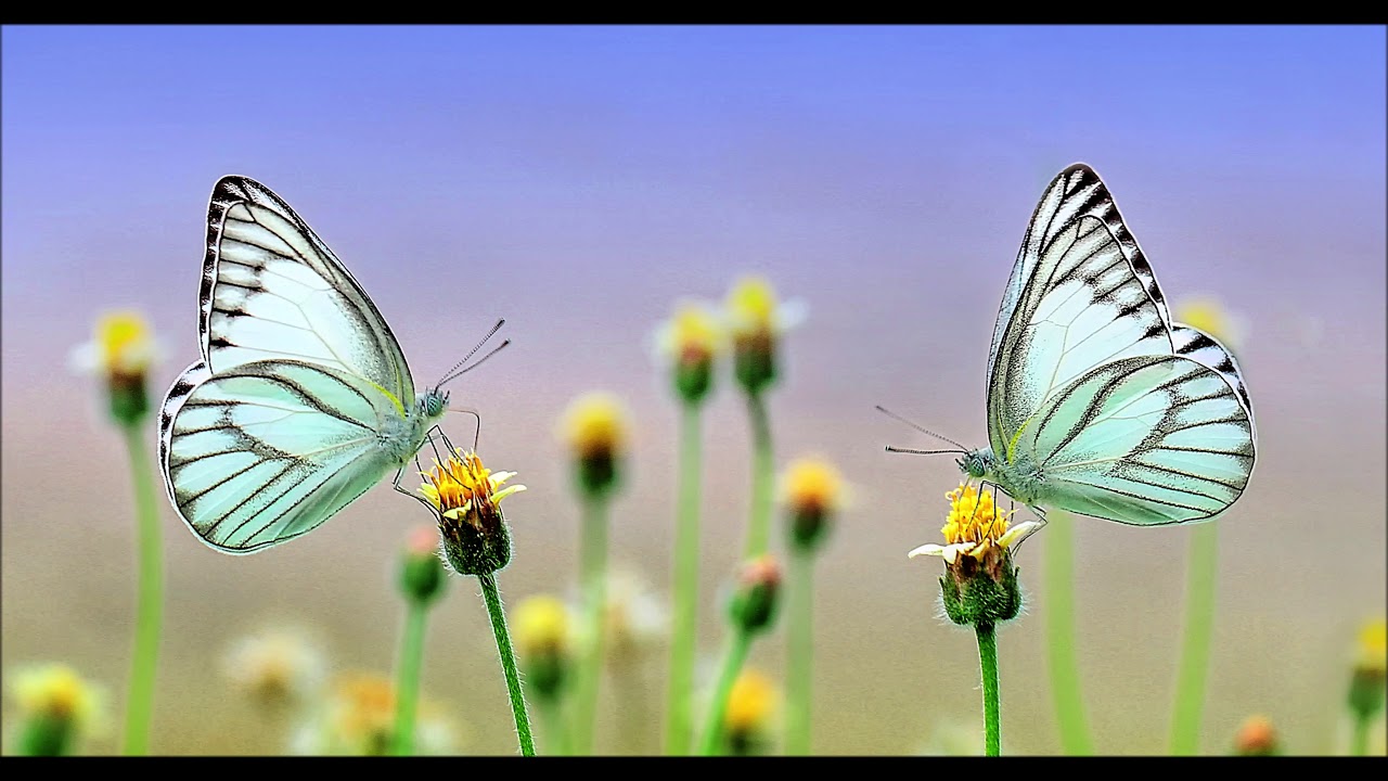 Powerful Isochronic Tones for Memory Retention, Focus & Concetration - Study Aid and Memory Music