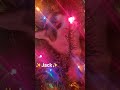 Jack literally trying to 💥become💥 a Christmas spirit #kitten #firstchristmas #treeclimber #zap