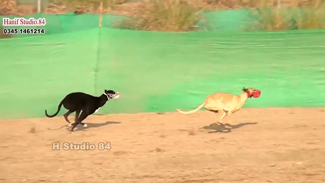 Coursing Race round 1 (26To48)Dors National Coursing club Salum 15 Dec 2025