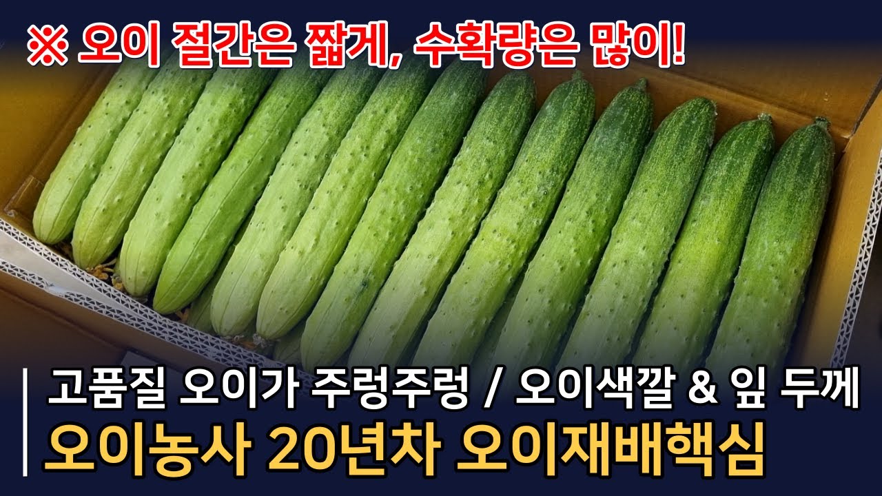 고품질 오이로 자랄 수 밖에 없는 오이재배기술, 마디마다 주렁주렁