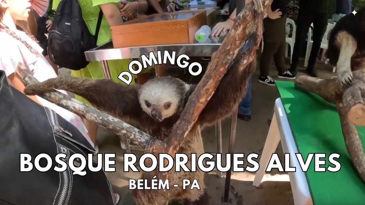 bosque-rodrigues-alves-bel-m-do-par-09-06-2024-youtube