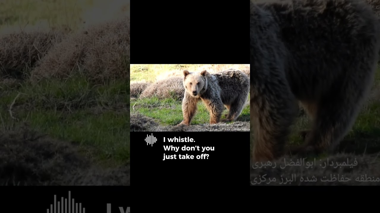 Фотограф разговаривает с бурым медведем, который подошёл слишком близко 😳 | Бурый медведь попал н...