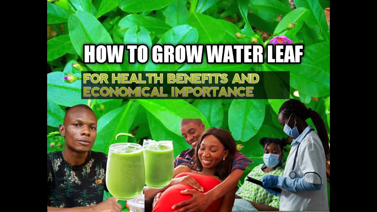 HOW TO GROW WATER LEAF FOR HEALTH BENEFITS AND ECONOMICAL IMPORTANCE