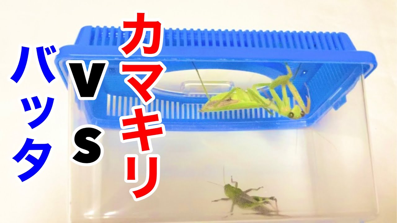 オオカマキリ バッタと一触即発ムード 昆虫飼育5 2 香川照之さんの好きなカマキリ Youtube