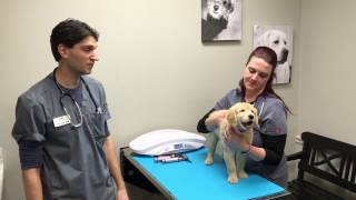 Puppy’s First Vet Visit screenshot 3