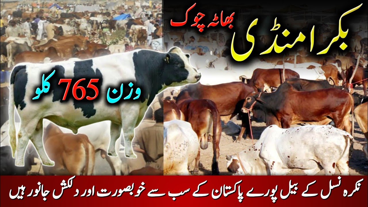 Bakra Mandi Taxila Update 03 June 2025 | Bhatta Chowk Mandi | SAF Properties