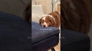 Of course he wants more food 😩 #australianshepherd #funnydogs