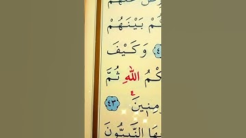 سورة المائدة الأية 42 إلى 43 القارئ سعد الغامدي