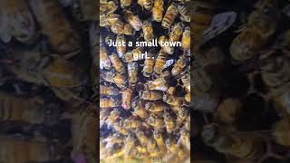 #shorts Queen Bee