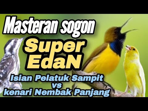 MASTERAN SOGON‼️ MATERI KENARI SPEED DAN LAGU MEWAH #sogon #sogongacor #sogokontong