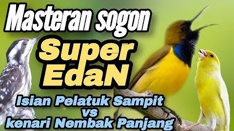 SUPER EDAN📍SOGON ISIAN KENARI NEMBAK PANJANG VS PELATUK SAMPIT#sogon #sogokontong
