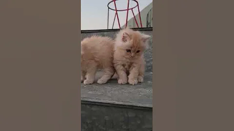 Watch the video about Very beautiful Persian cat available #cheap #price #persian #cat #bilaspur #persiancat 7470335792