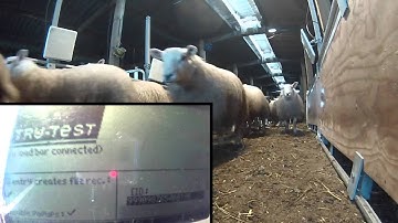 ROXAN & TRUTEST - UHF TagFaster in action