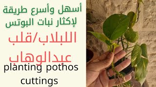 إكثار نبات البوتس/طريقة اكثار نبات اللبلاب/قلب عبدالوهاب/planting pothos cuttings