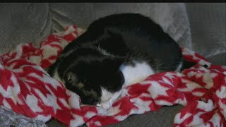 Firefighters rescue office cat from flames of Donnell Ford