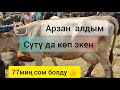 Ушул уйду арзан алды деп ойлойсузбу? || Сокулук мал базары