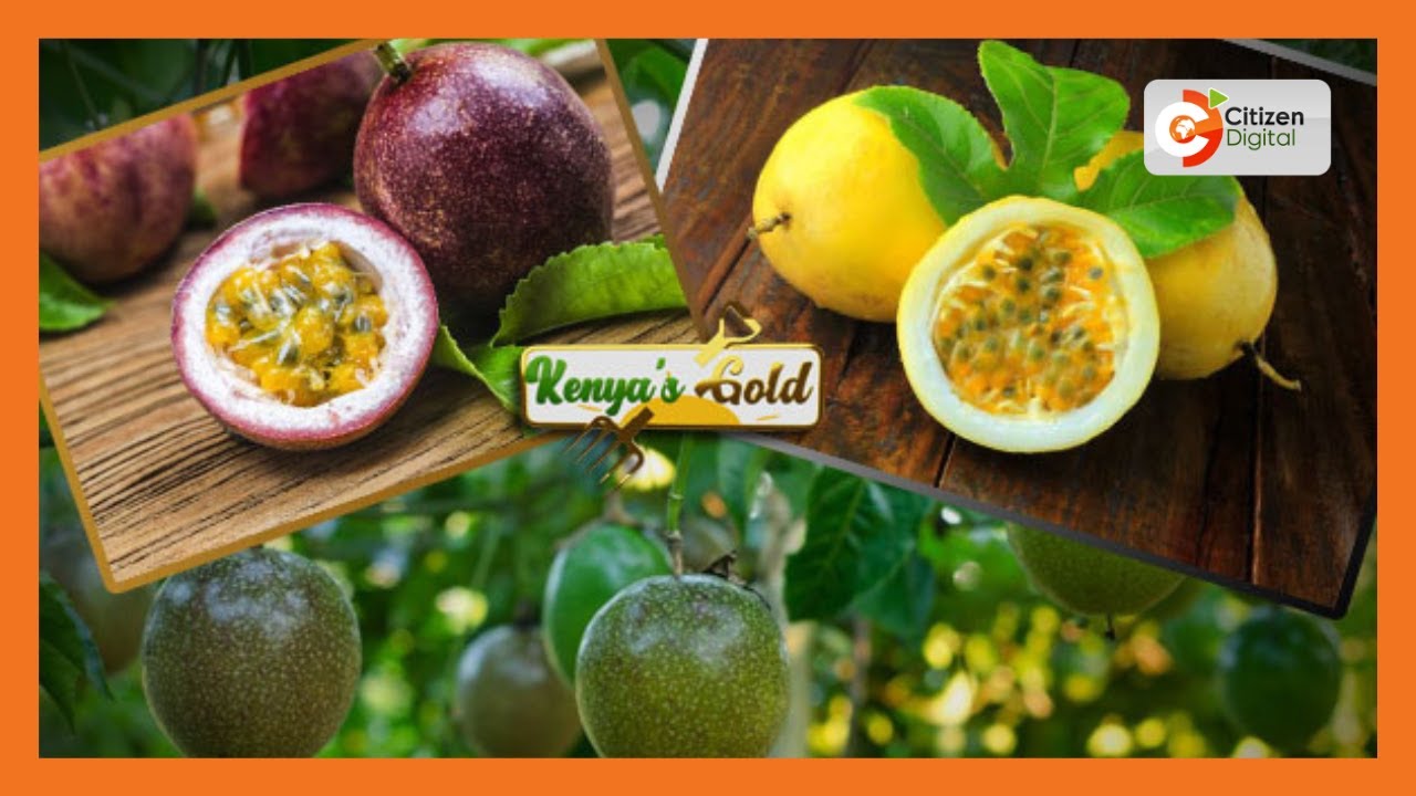 | KENYA'S GOLD | Passion Fruit Farming [Part 1] - YouTube