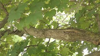How you can prepare your trees for summer