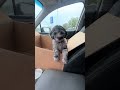 Figured I’d break up our feed with this vid of my new #puppy #puppylove #shorts #poodle