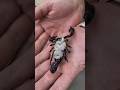 बिच्छू के बच्चे अपनी माँ को खाते हैं😱#facts #scorpion #shorts #shortsfeed