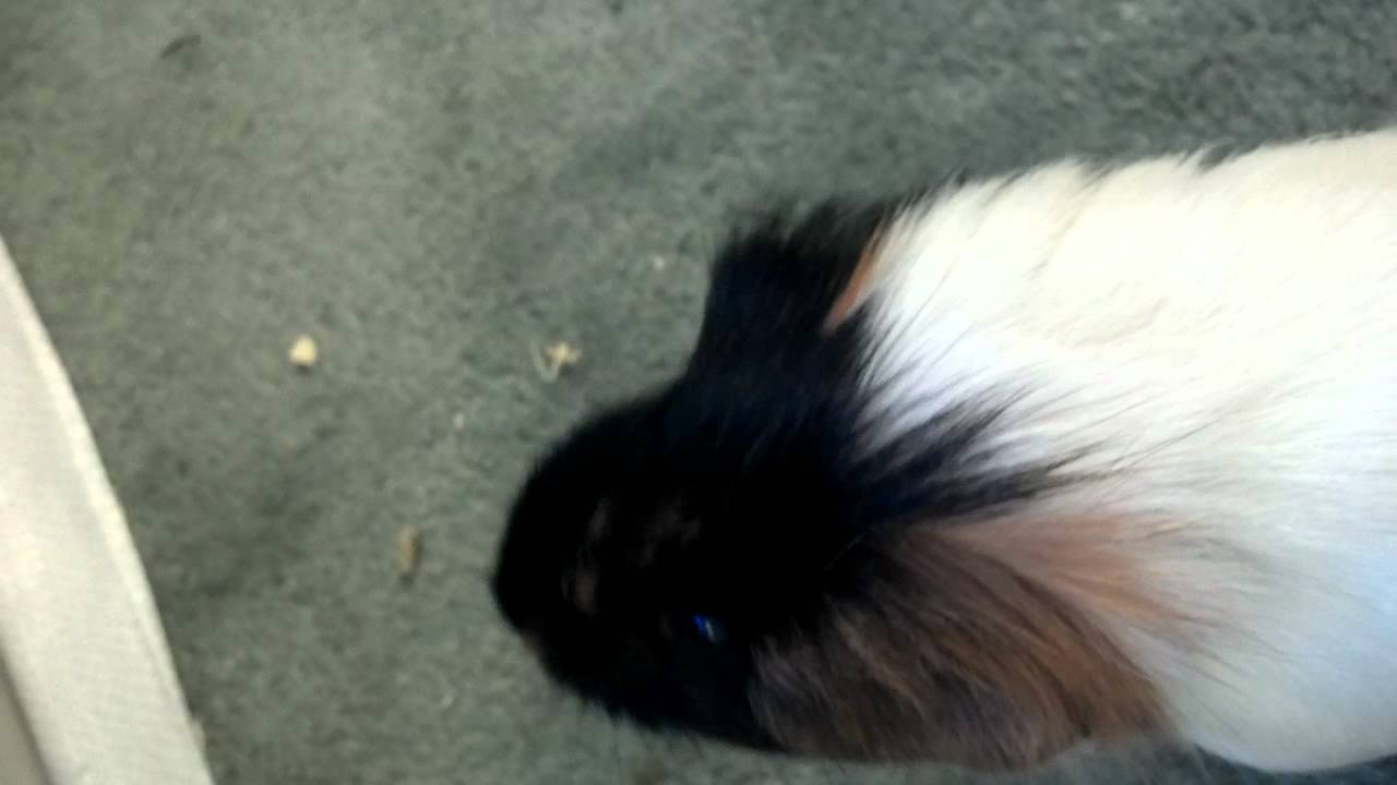 animals hate their cages YouTube