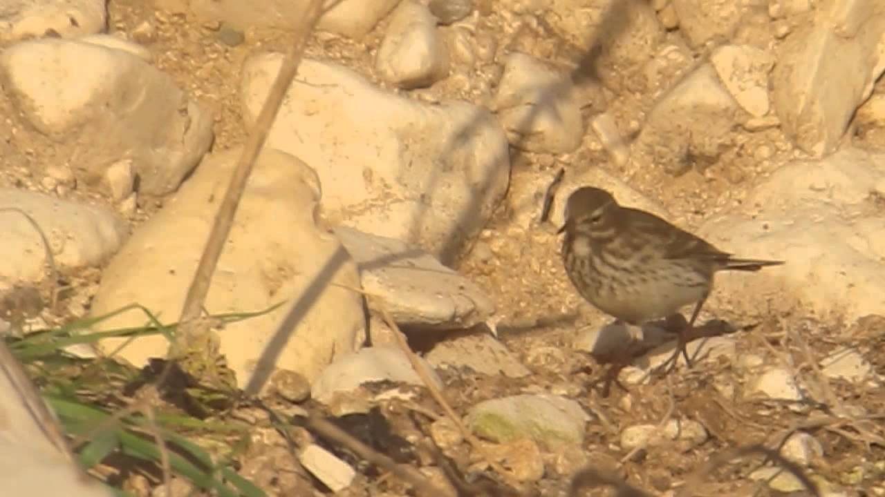 Copy of Water Pipit, South Landing 24 Dec 2014 