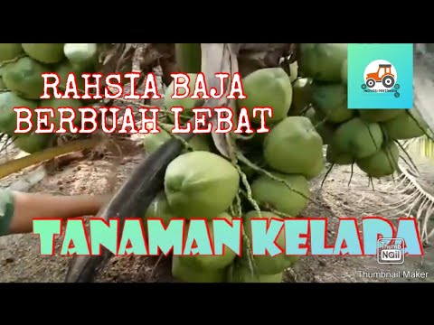 Video: Penuaian Pokok Kelapa - Cara Memetik Kelapa Daripada Pokok