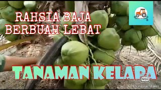 RAHSIA BAJA, KELAPA BERBUAH LEBAT..TERSANGAT MUDAH🌴🌴 RAHSIA BAJA, KELAPA BERBUAH LEBAT..TERSANGAT MUDAH🌴🌴